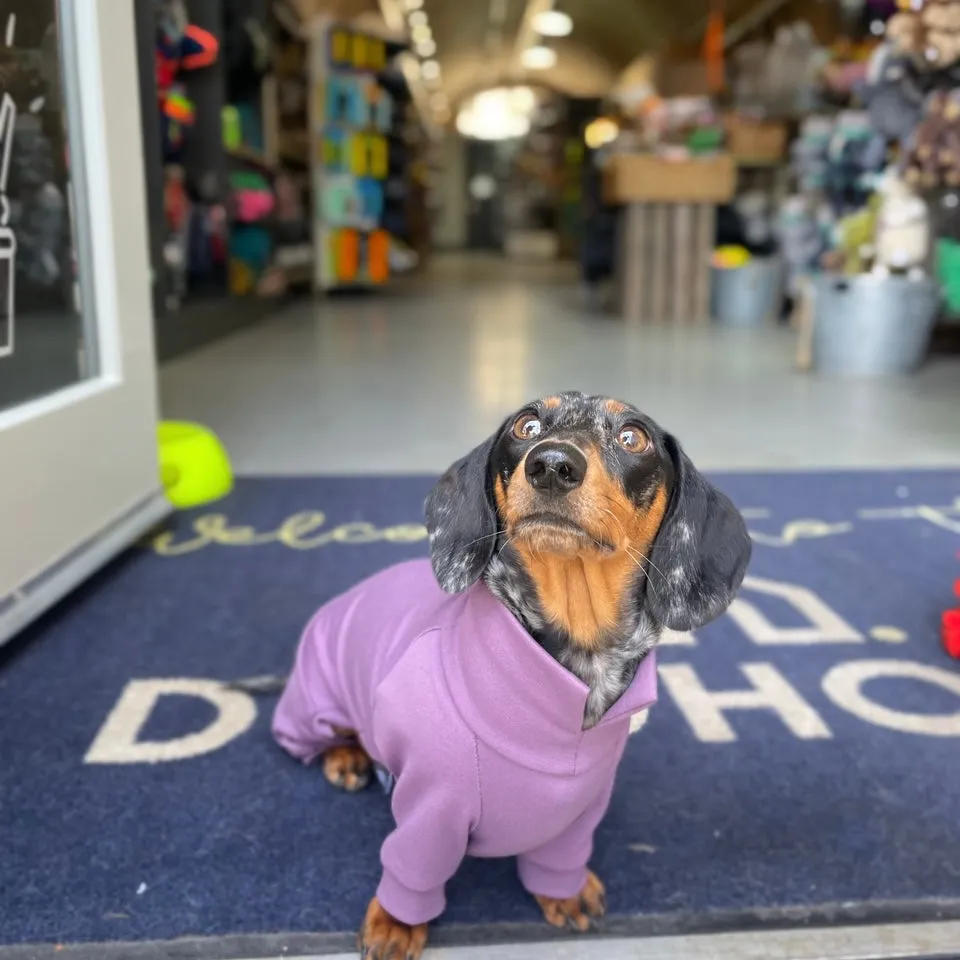 Dachshund Summer Suits with 4 Legs