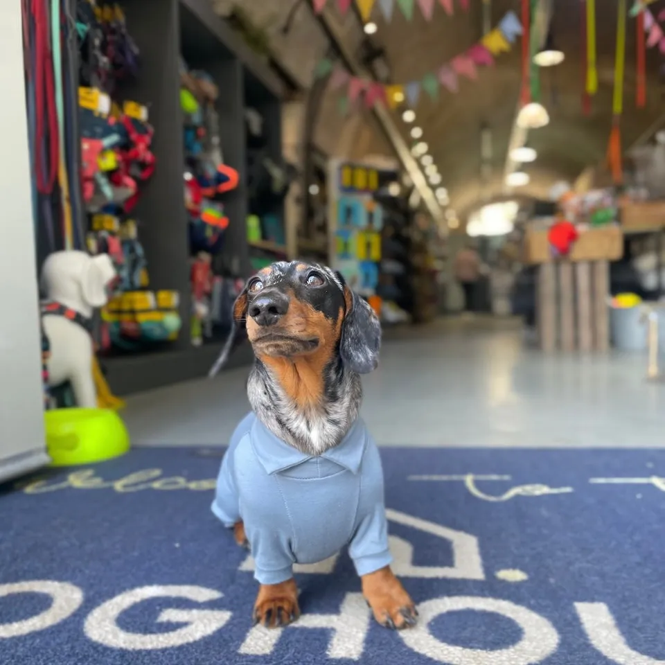 Dachshund Summer Suits with 4 Legs