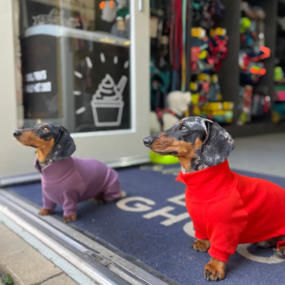 Dachshund Summer Suits with 4 Legs