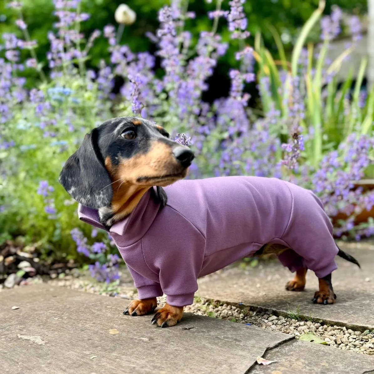 Dachshund Summer Suits with 4 Legs