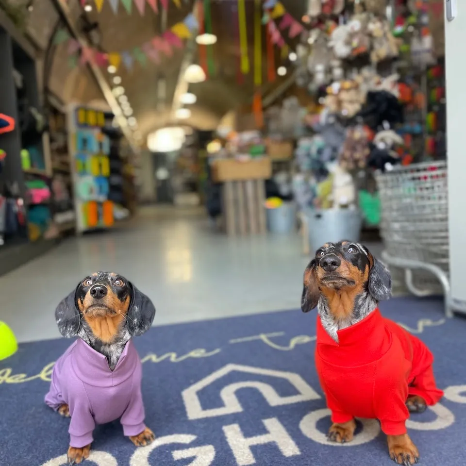 Dachshund Summer Suits with 4 Legs