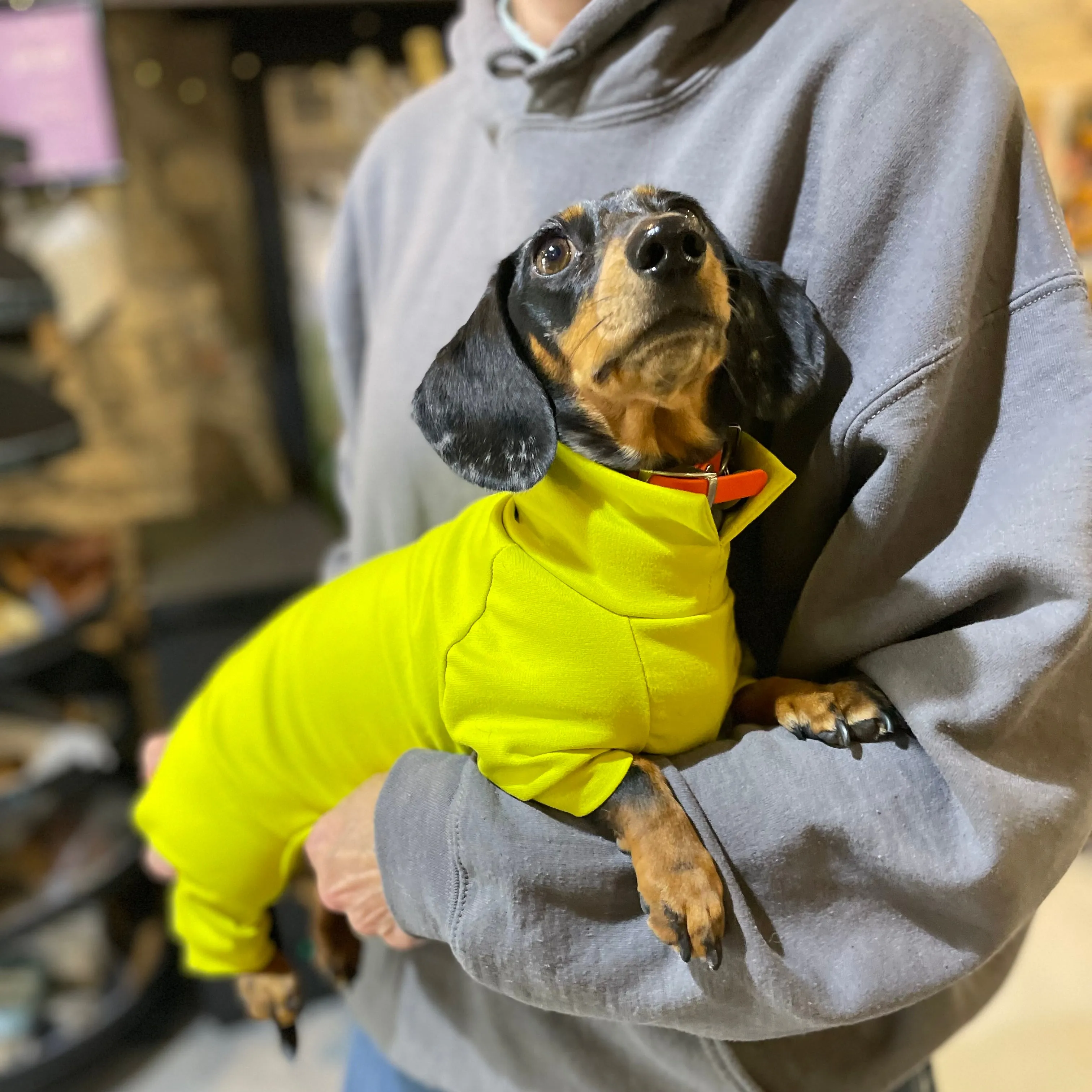 Dachshund Summer Suits with 4 Legs